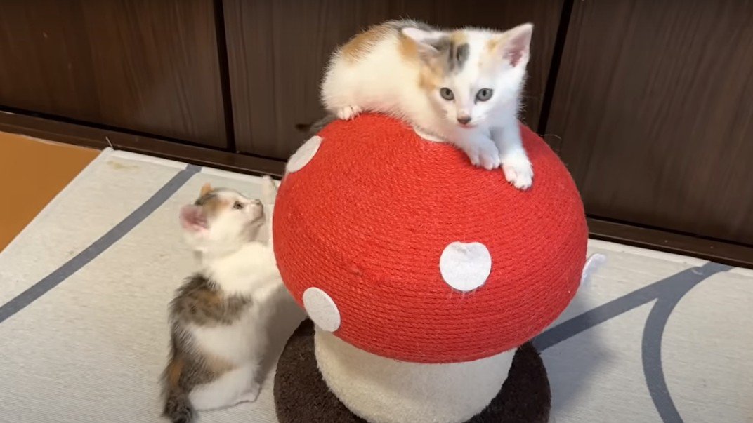 キノコ椅子に登って遊ぶ子猫たち