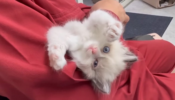 仰向けの子猫