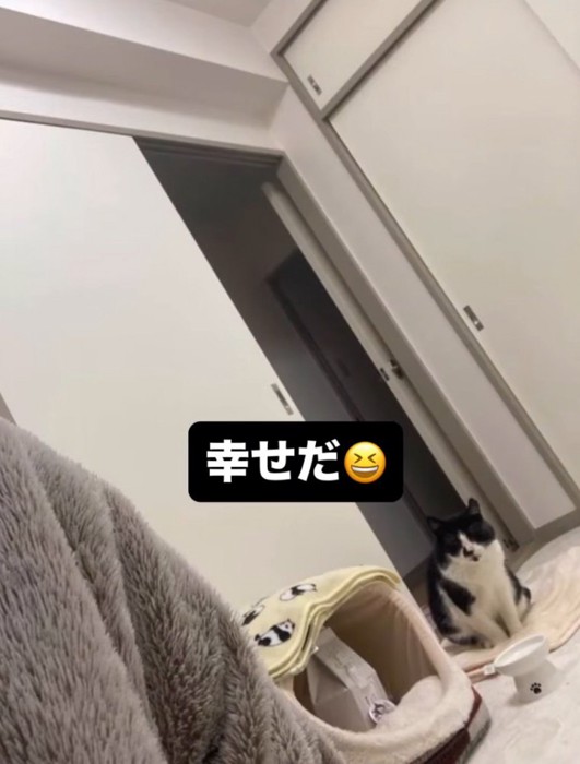 現在の猫の様子を見て感動する投稿者