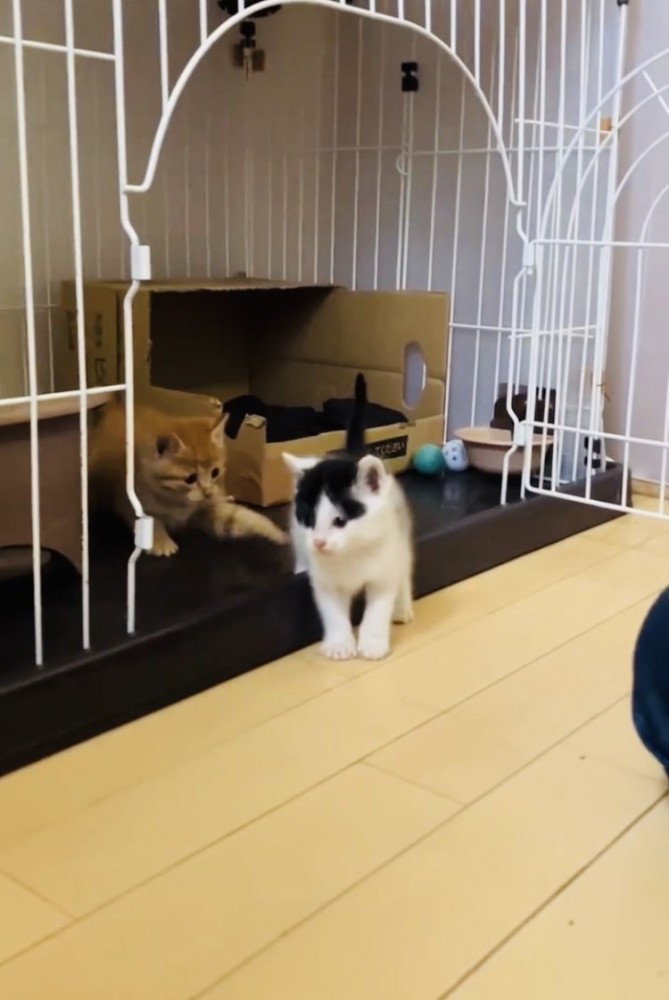 ケージから飛び出るハチワレ子猫