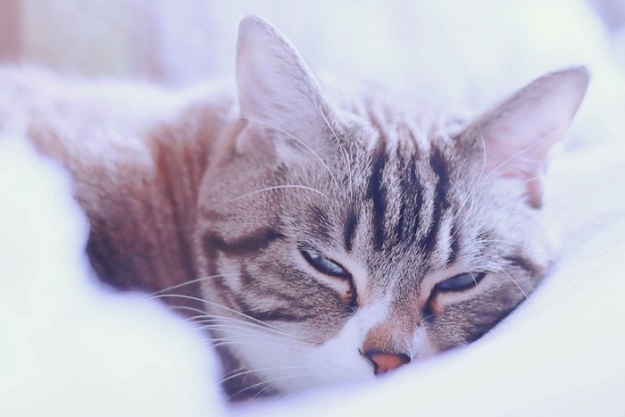 薄目を開けて横になっている猫
