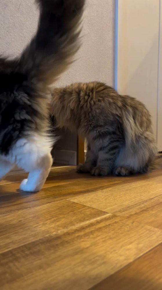 猫用通路の前に座るキジトラ柄の猫