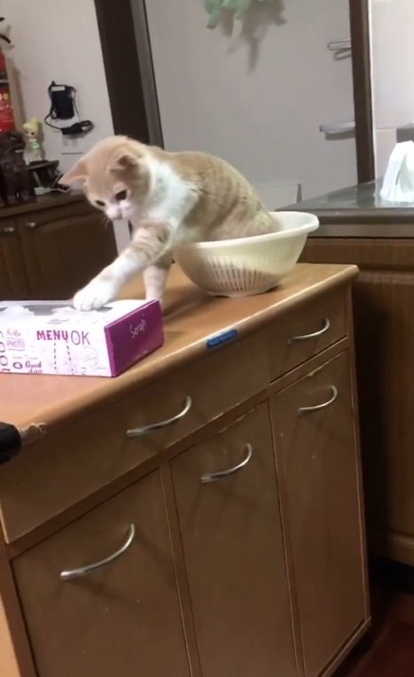 ティッシュにいたずらする猫