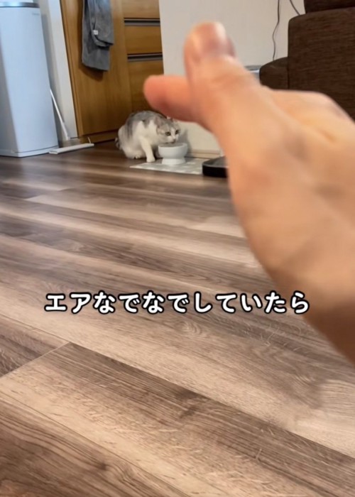 猫をエアなでなでする