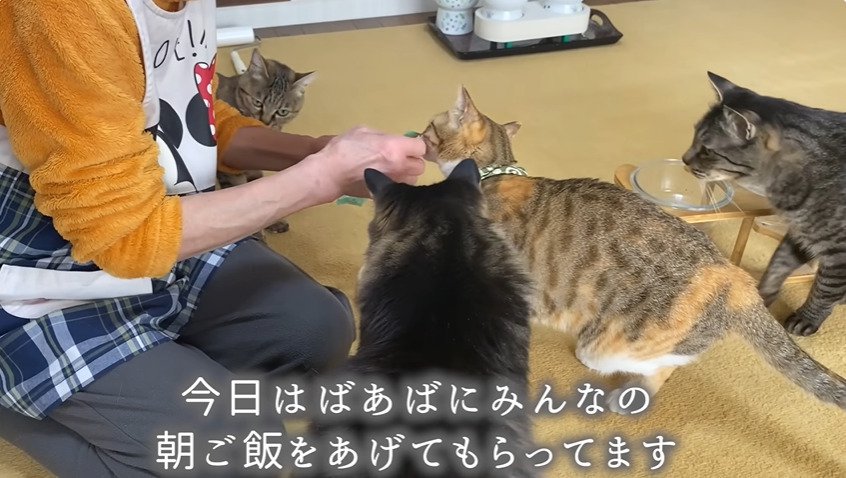 ご飯に集まる猫たち