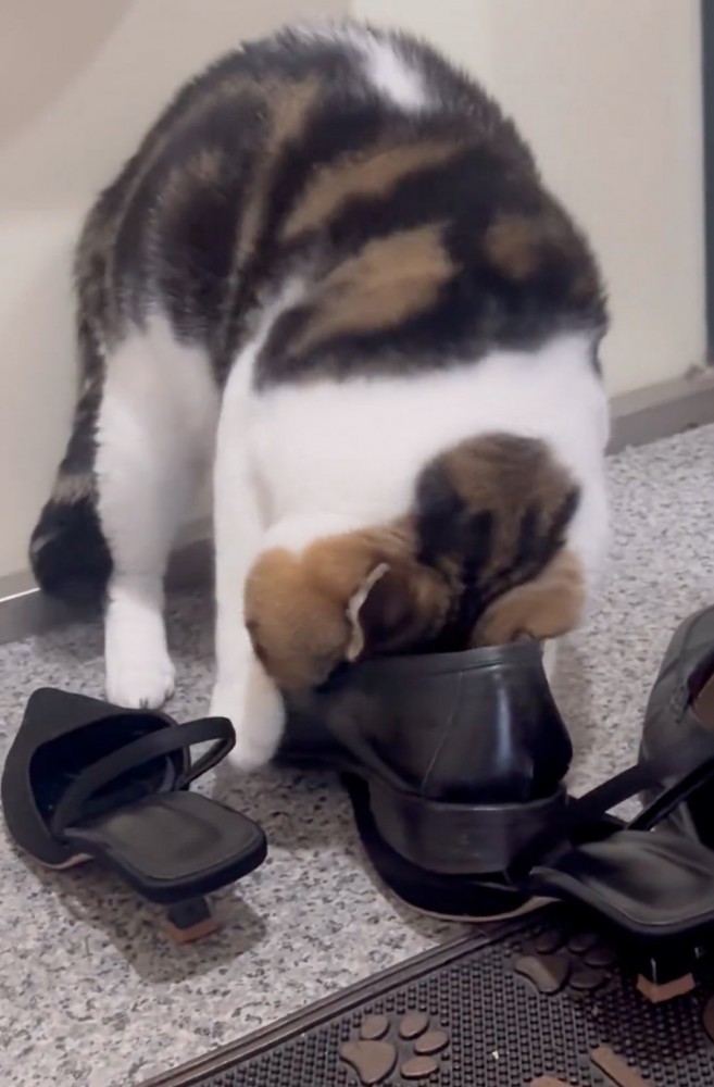 頭を靴に捩じ込む猫