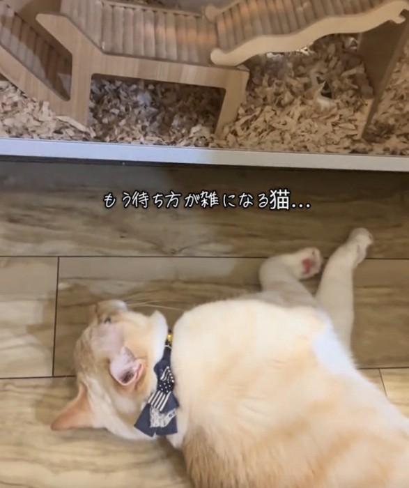 待ち続ける猫