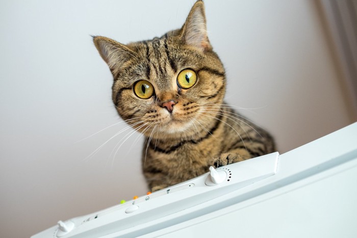 冷蔵庫の上から見下ろす猫