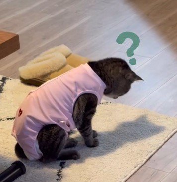 カーペットに映る自分の影を見つめる猫