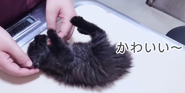 診察台で寝転がる子猫