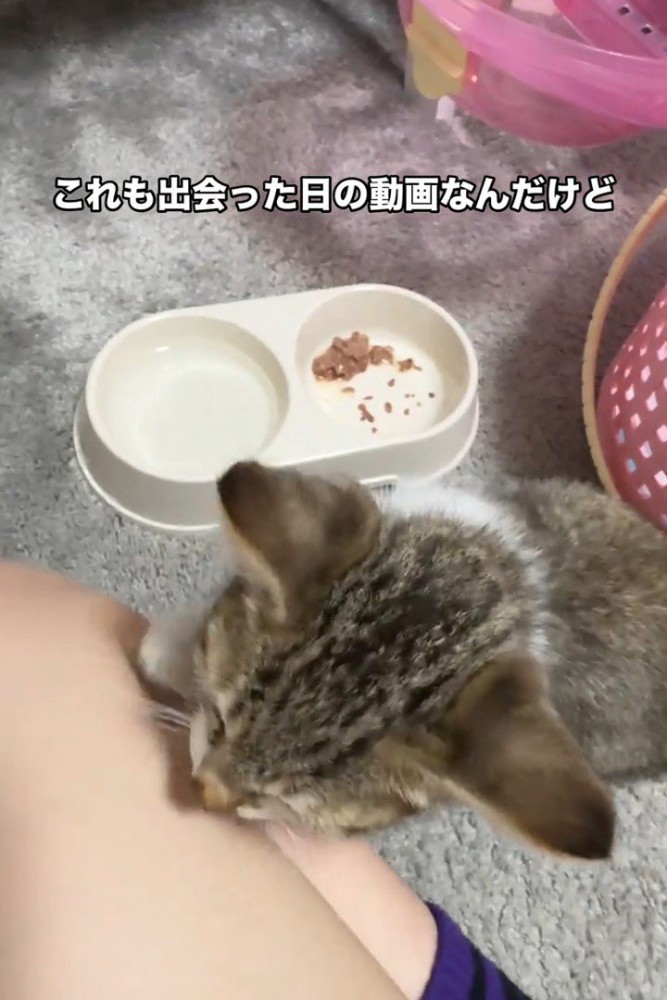 人の足を登る子猫