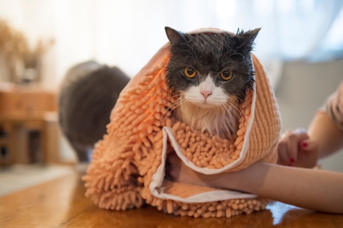 タオルで拭かれる猫
