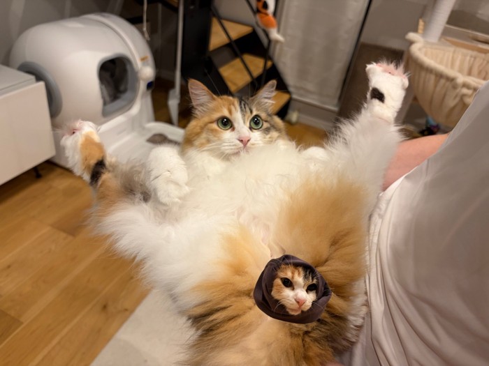 仰向けで足を広げる猫