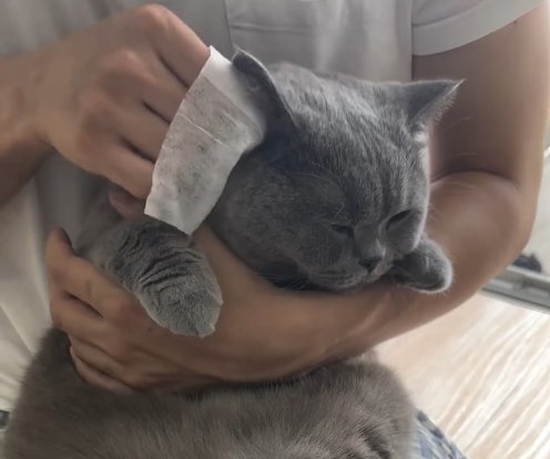 耳掃除をされているグレー猫アップ