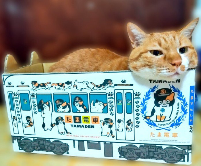 電車を模した箱の中にいる猫