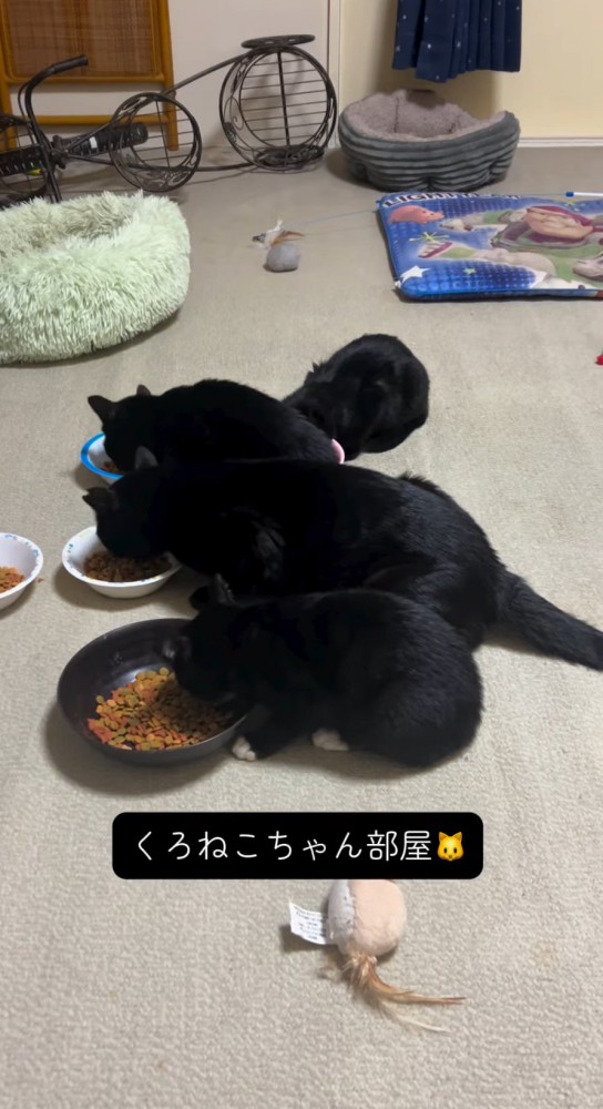 器に入ったごはんを食べる黒猫の親子