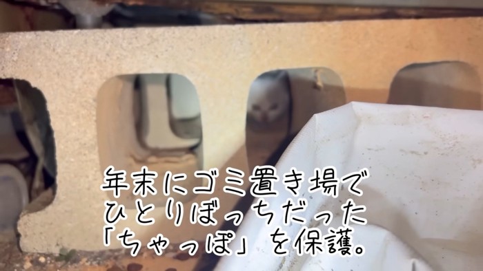 ブロックの奥にいる子猫