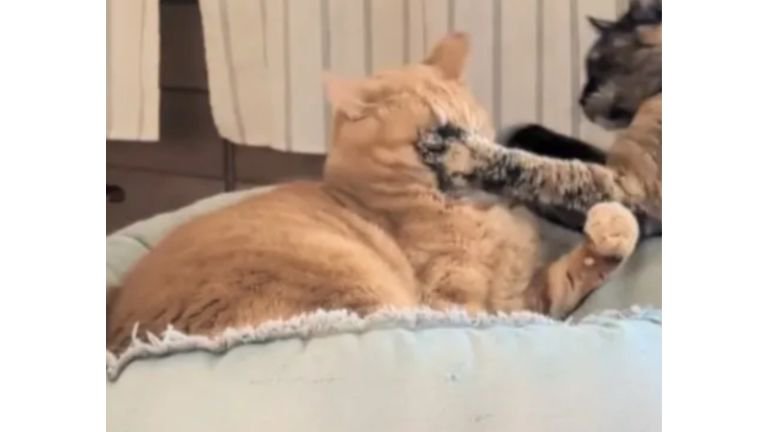 ケンカしている猫たち