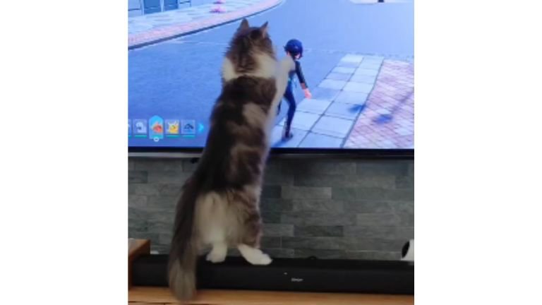 テレビ前にいる猫