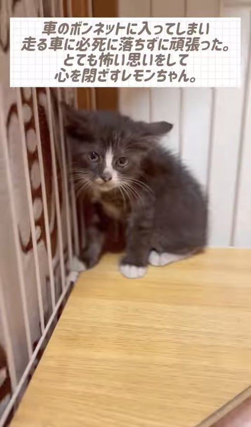 部屋の隅にいるカメラ目線の子猫