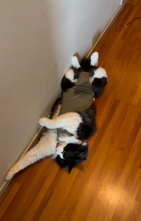 左前足を伸ばして毛づくろいをする猫