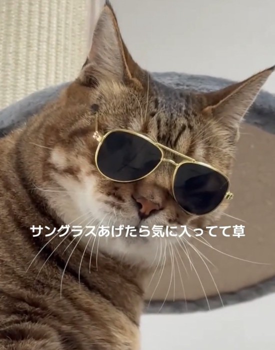 カメラ目線のししゃもくん