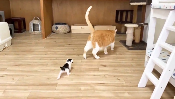 先住猫の後ろをついて歩く子猫