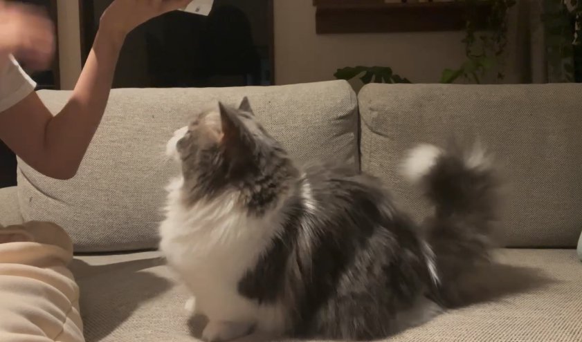 ソファの上でお座りをしている長毛猫