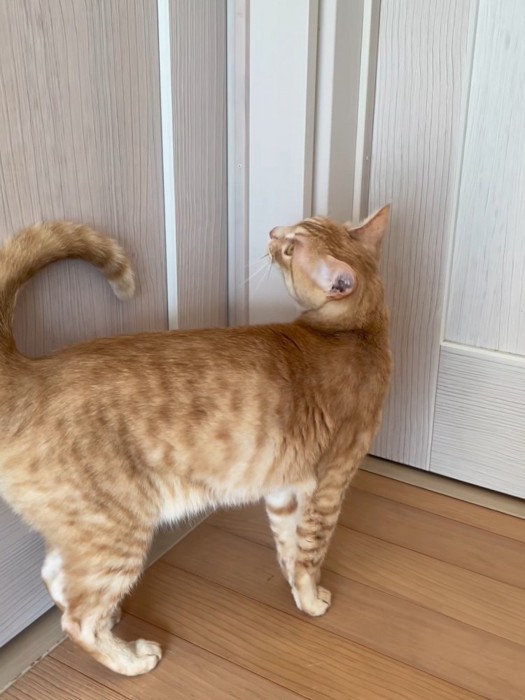 ドアの前に立つ猫