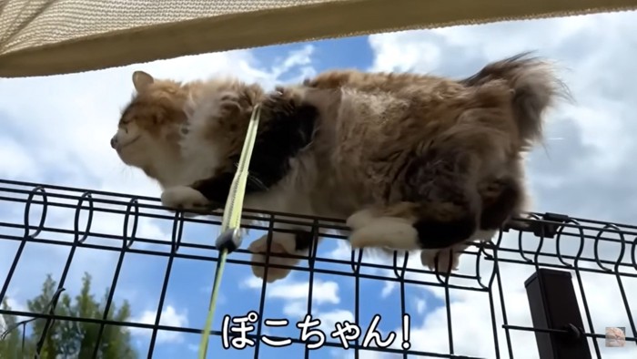 柵の上に到達する猫