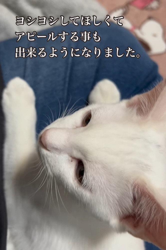 人の膝の上に乗る子猫