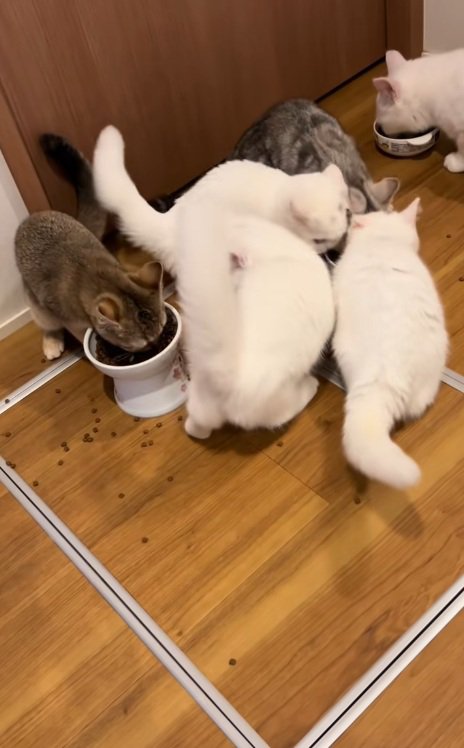 集まってご飯を食べる6匹の猫