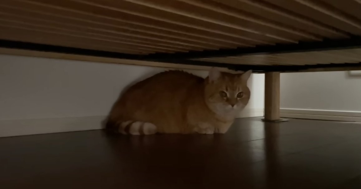 ベッドの下に猫