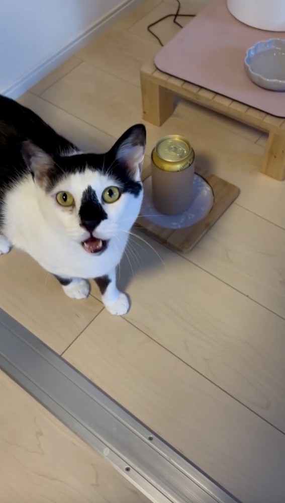 飼い主さんにごはんを求める猫