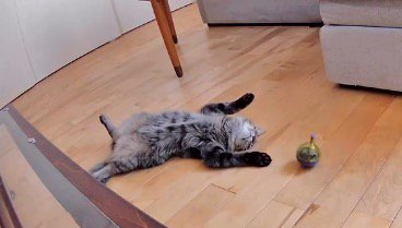 リビングの真ん中でお腹を出して寝転がる猫