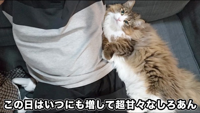 ソファーに座っている飼い主にくっついて寝転がる猫