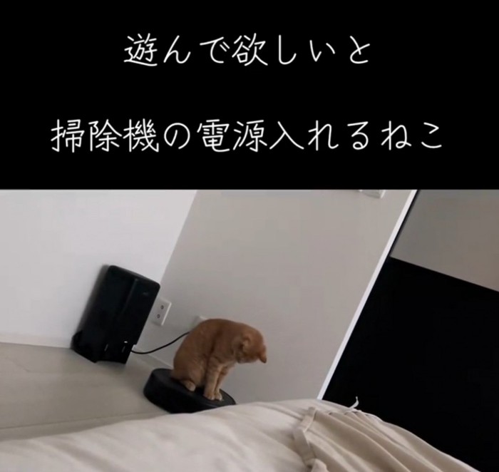 遊ぶ猫