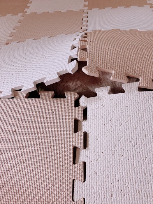 マットの下にいる猫