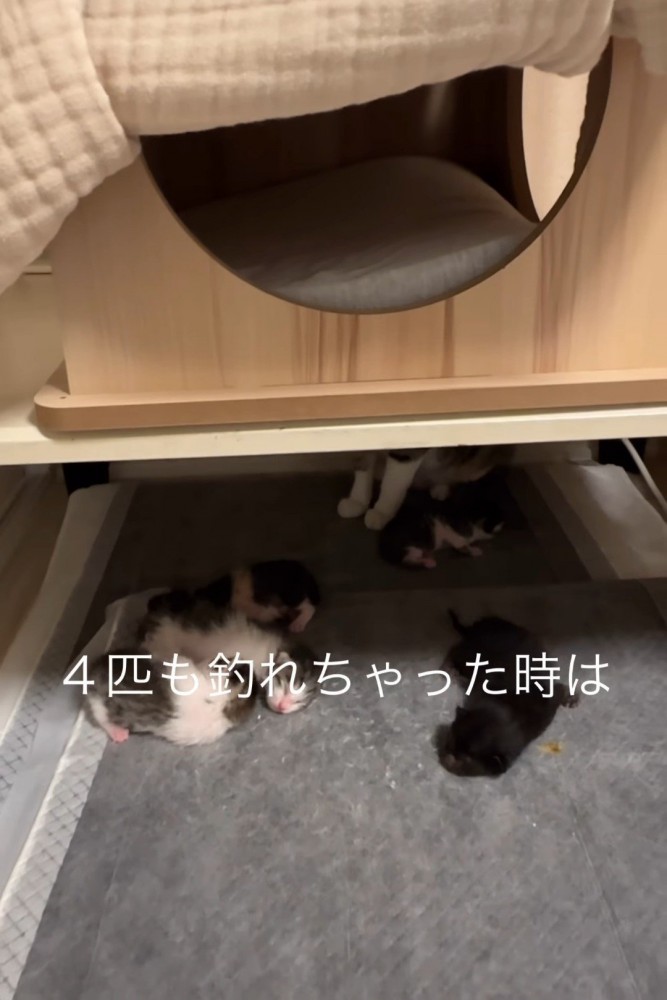シーツに乗る4匹の子猫