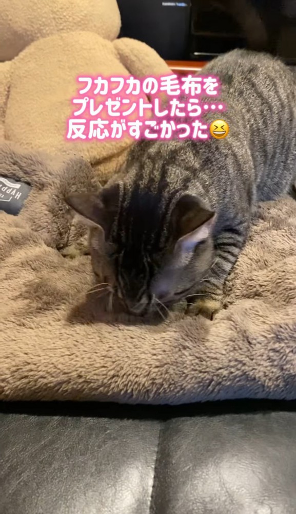 毛布に顔を擦りつける猫