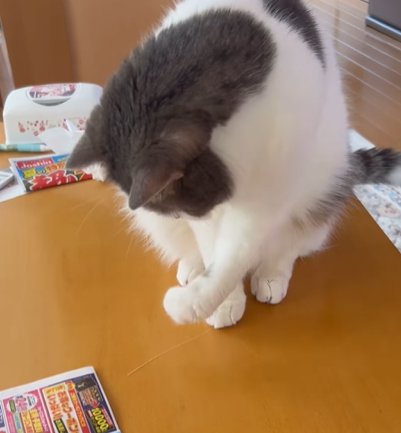 曲げた左前足を見つめる猫