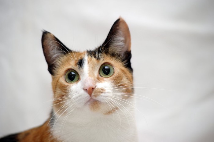 三毛猫の顔