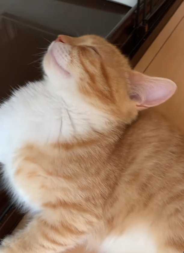 ケージの出入り口に前足をかけて寝ている子猫（ややアップ）