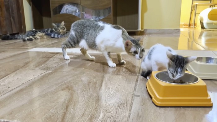 ご飯を食べる子猫に近づく猫