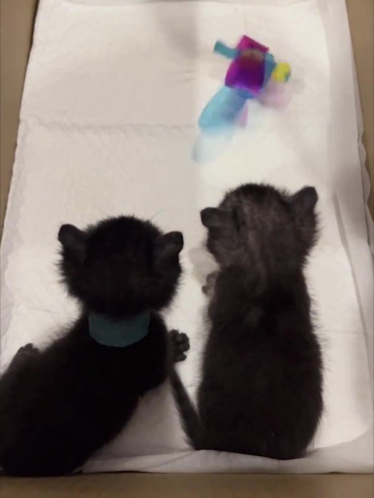 おもちゃを見る子猫の後ろ姿