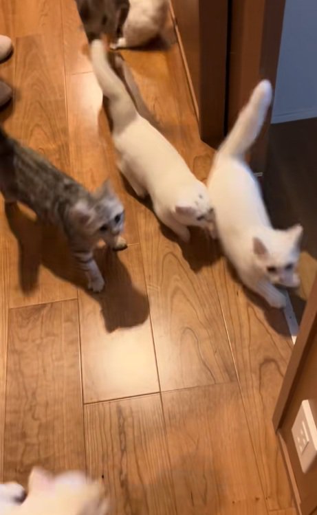 近づいてくる6匹の猫