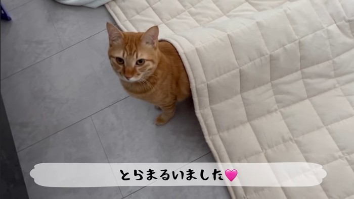 ラグから出てきたとらまるくん