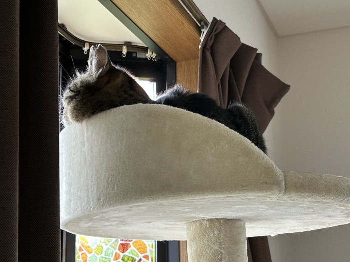 キャットタワーにいる猫