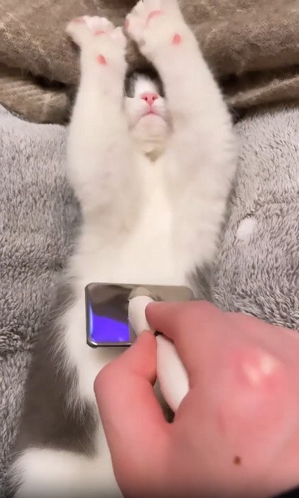 バンザイする子猫