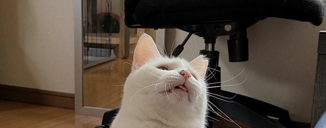 現在のおもちちゃん